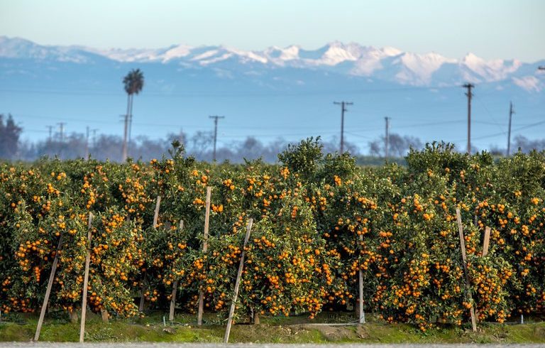 Mandarin Oranges, Rising Stars of the Fruit Bowl Mandarin Oranges, Rising Stars of the Fruit Bowl