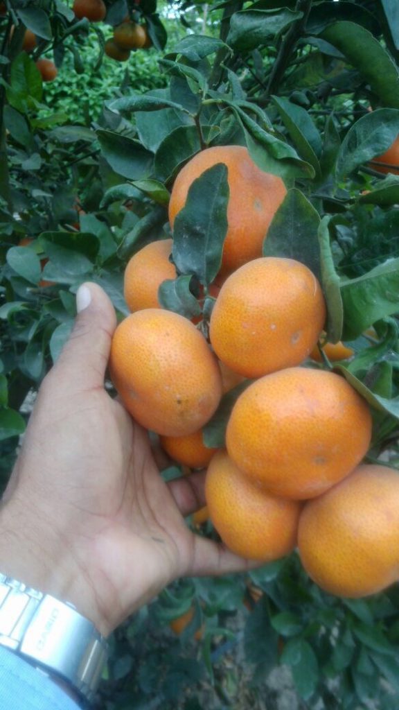 Tangerines