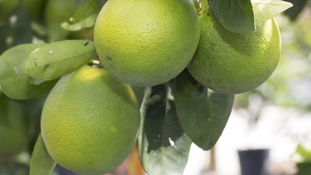 We Also Do Miami Citrus Made in USA. Florida Style.