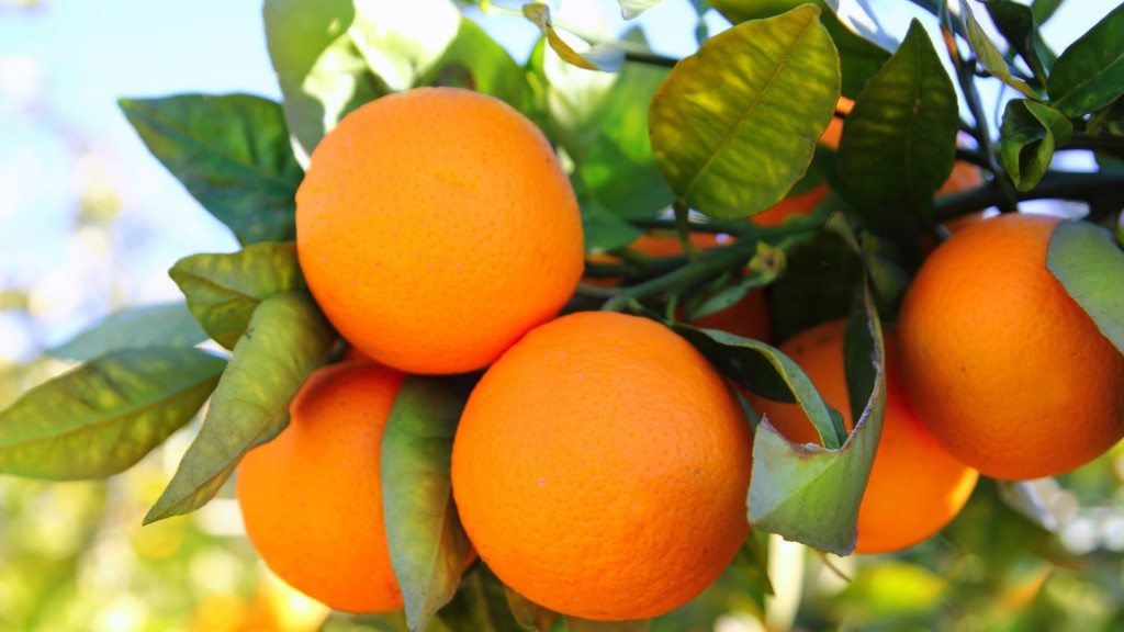 We Do Tropical Fruits and Vegetables
