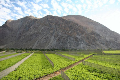 Chile-Agriculture Chile-Agriculture