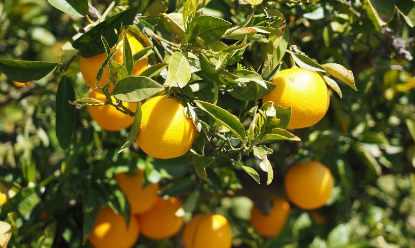Citrus Crop Forecast (Citrus Industry) Citrus Crop Forecast (Citrus Industry)